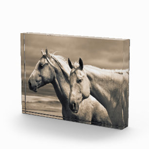 Bloque Para Fotos Caballos Cuarto de Milla en la Pradera Canadiense