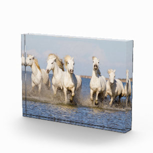 Bloque Para Fotos Caballos de Camarga