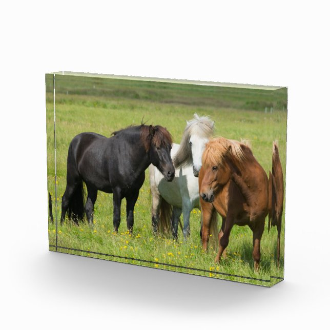 Bloque Para Fotos Caballos en el Rancho, sur de Islandia (Derecha)