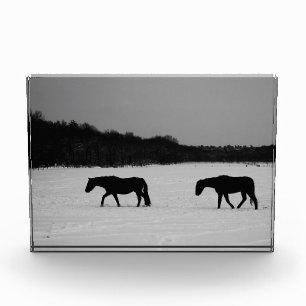 Bloque Para Fotos Caballos En La Pbcn De Nieve