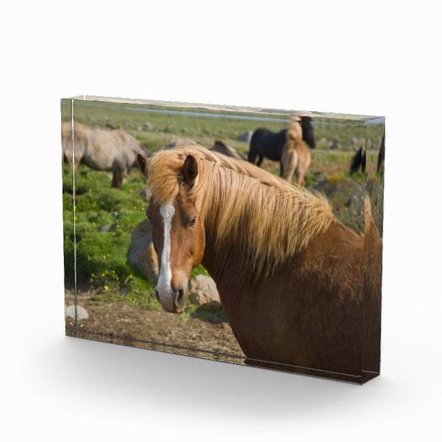 Bloque Para Fotos Caballos islandeses en el noreste de Islandia (Derecha)