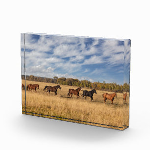 Bloque Para Fotos Caballos justo fuera del Parque Nacional Grand Tet