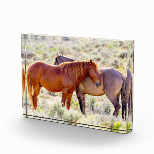 Bloque Para Fotos Caballos Salvajes