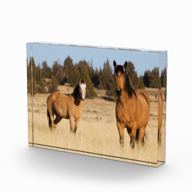 Bloque Para Fotos Caballos salvajes, montañas de Steens (Derecha)