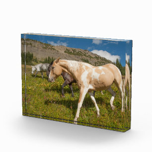 Bloque Para Fotos Caballos y mulas