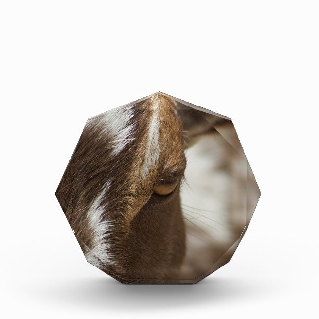 Bloque Para Fotos Cabra (Anverso)