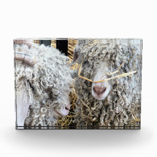BLOQUE PARA FOTOS CABRAS CUTAS