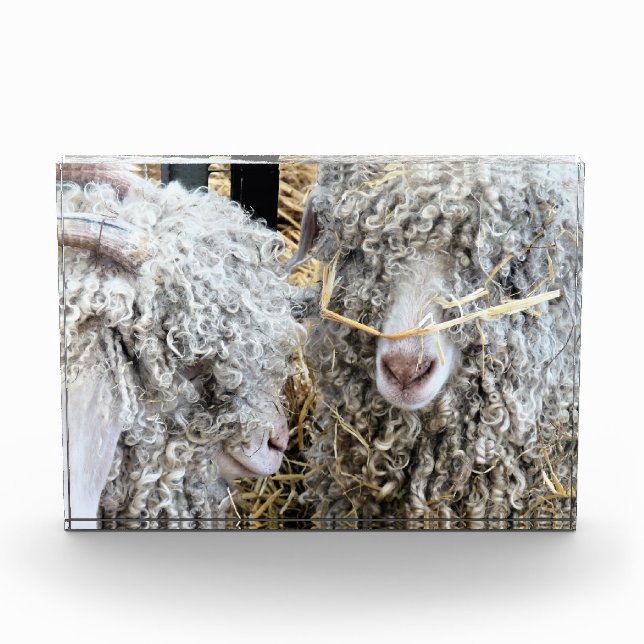 BLOQUE PARA FOTOS CABRAS CUTAS (Anverso)