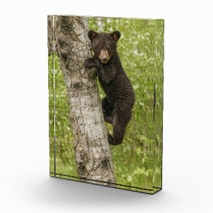 Bloque Para Fotos Cachorro de oso negro en árbol