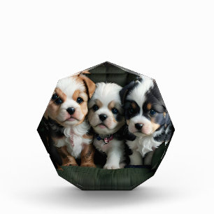 Bloque Para Fotos Cachorros Super Cute en el sofá 2