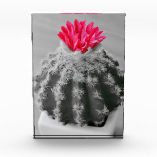 Bloque Para Fotos Cactus Plant Black White Photo Con Flor Rosa