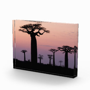 Bloque Para Fotos Callejón de Baobabs, Madagascar, Morondava, África
