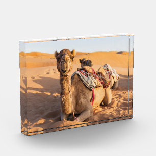 Bloque Para Fotos Camello en el desierto de Omán