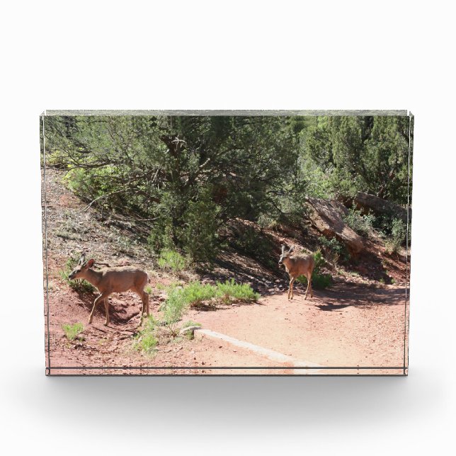 Bloque Para Fotos Caminata de ciervos (Anverso)