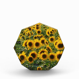 Bloque Para Fotos Campo de girasoles