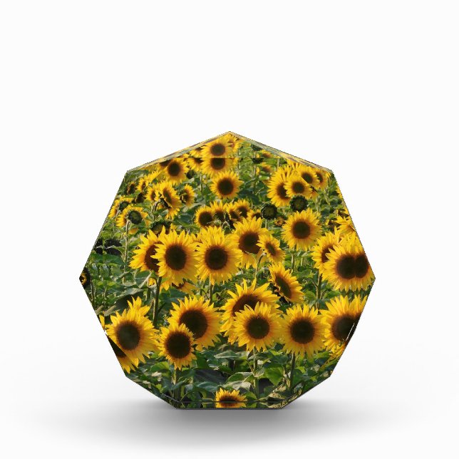 Bloque Para Fotos Campo de girasoles (Anverso)
