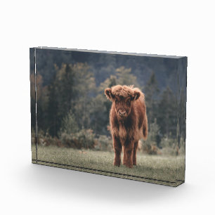 Bloque Para Fotos Campo de hierba de otoño de ternera de vaca de las