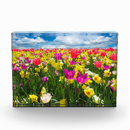 Bloque Para Fotos Campo de tulipanes