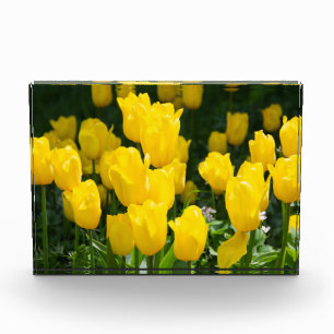 Bloque Para Fotos Campo de tulipanes amarillo brillante