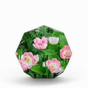 Bloque Para Fotos Campo de tulipanes rosados