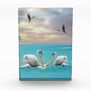 Bloque Para Fotos Canción Del Cisne Blanco,