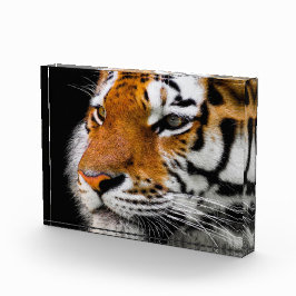 Bloque Para Fotos Cara de tigre