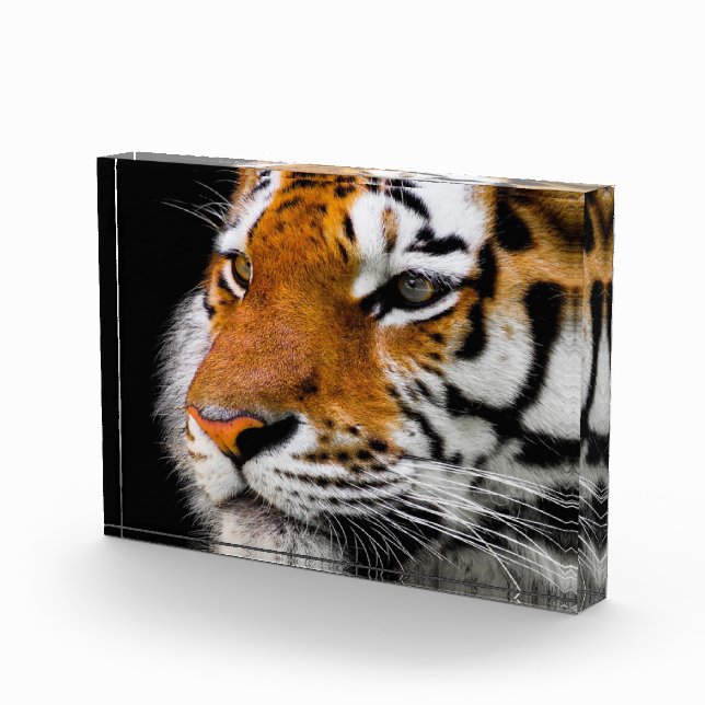 Bloque Para Fotos Cara de tigre (Derecha)