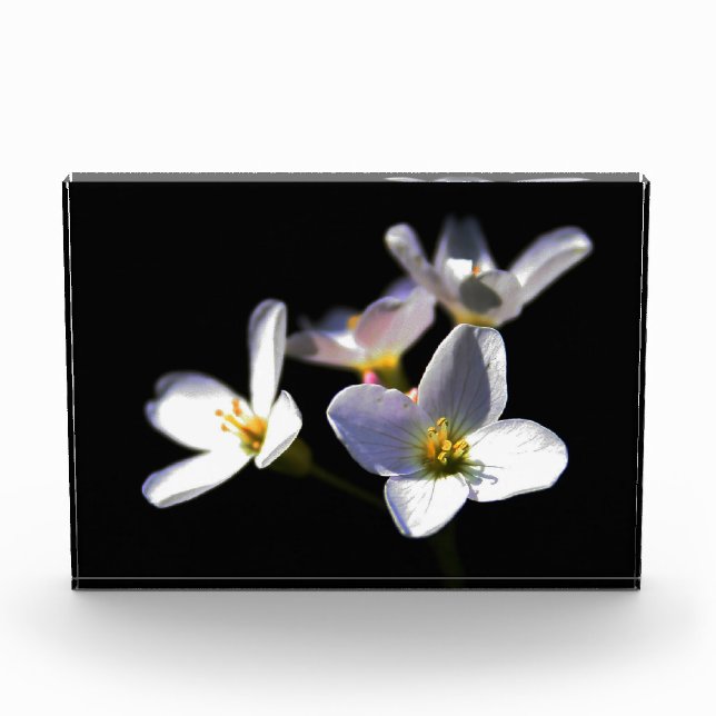 Bloque Para Fotos Cardamine Pratensis Flowers pbcna (Anverso)