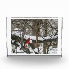 Bloque Para Fotos Cardenal en el bosque Snowy II