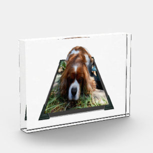 Bloque Para Fotos Cavalier Sooky Face Spaniel