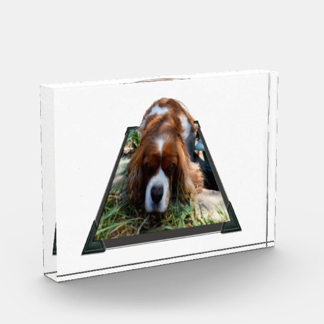 Bloque Para Fotos Cavalier Sooky Face Spaniel (Izquierda)