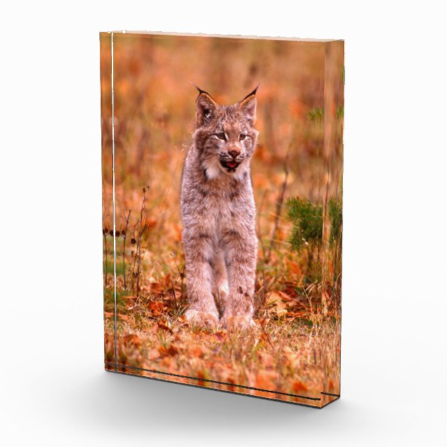 Bloque Para Fotos Caza de Linces | Bosque de Otoño (Derecha)