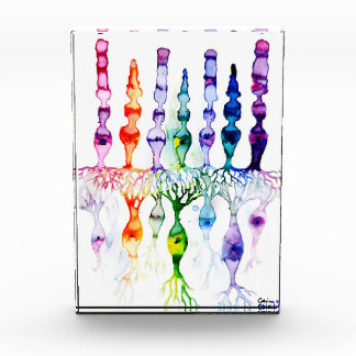 Bloque Para Fotos Células de cono células de vástago y neuronas bipo