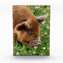 BLOQUE PARA FOTOS CERDO CUTIDO