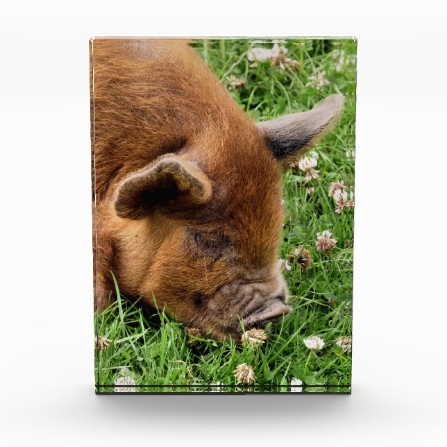 BLOQUE PARA FOTOS CERDO CUTIDO (Anverso)