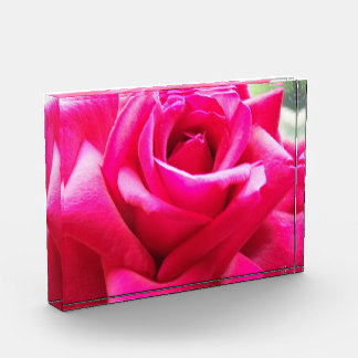 Bloque Para Fotos Cerrar rosa rosa