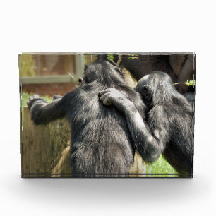 BLOQUE PARA FOTOS CHIMPANZEES