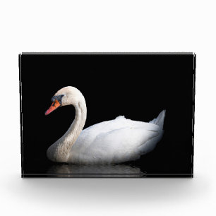 Bloque Para Fotos cisne blanco sobre negro