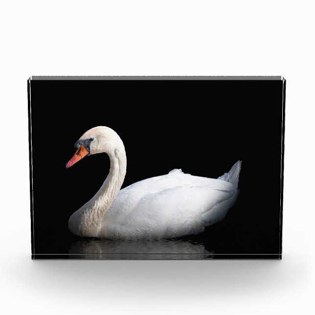 Bloque Para Fotos cisne blanco sobre negro (Anverso)