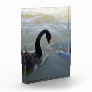 Bloque Para Fotos Cisne Negro Mirando Pescado Gigante En El Río,