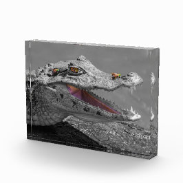 Bloque Para Fotos Cocodrilo sonriente en Tortuguero - Costa Rica