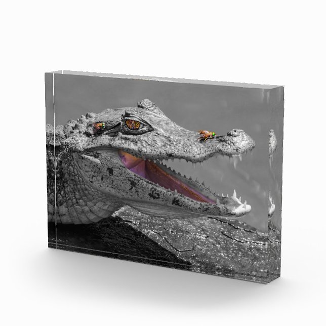 Bloque Para Fotos Cocodrilo sonriente en Tortuguero - Costa Rica (Derecha)