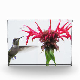 Bloque Para Fotos Colibrí en Monarda