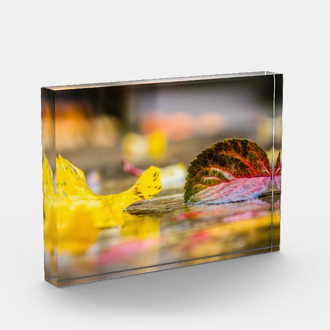 Bloque Para Fotos Colores de caída (Izquierda)