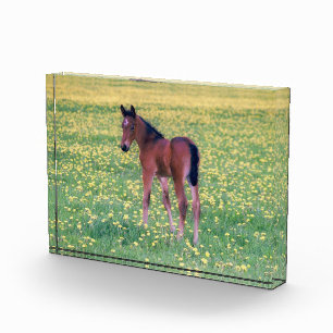 Bloque Para Fotos Colt en el campo de Dandelion