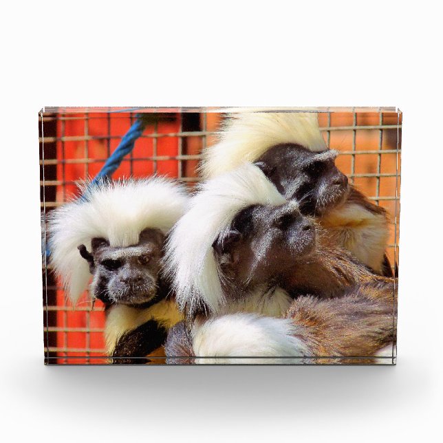 BLOQUE PARA FOTOS COTTON-TOP TAMARIN MONKEYS (Anverso)