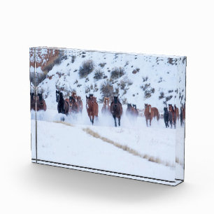 Bloque Para Fotos Cowboy Horse Drive Hideout Ranch Shell, Wyoming