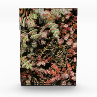 Bloque Para Fotos Crassula perforata