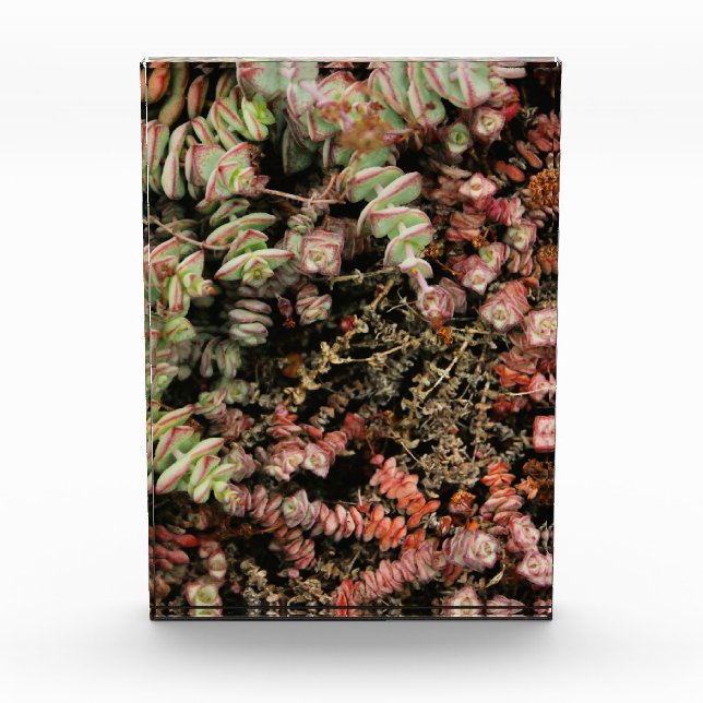 Bloque Para Fotos Crassula perforata (Anverso)