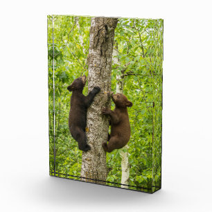 Bloque Para Fotos Crías de oso negro subiendo a un árbol